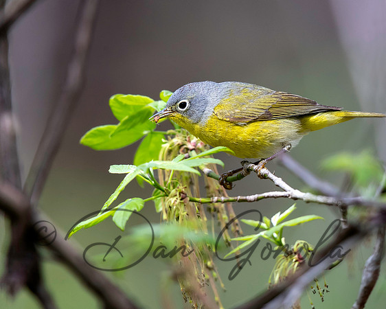 Nashville Warbler