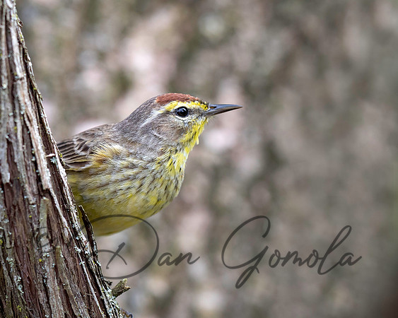 Palm Warbler
