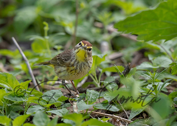 Palm Warbler