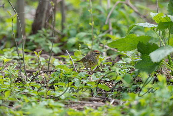 Palm Warbler