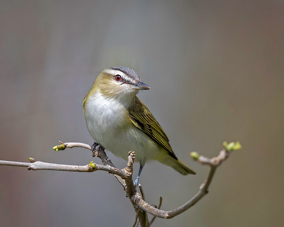 Red-eyed Vireo