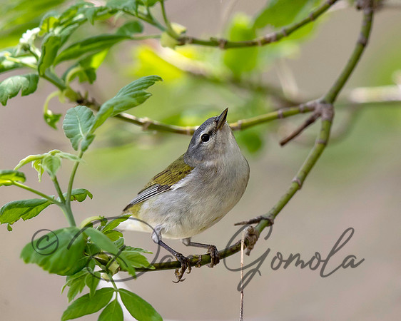 Tennessee Warbler