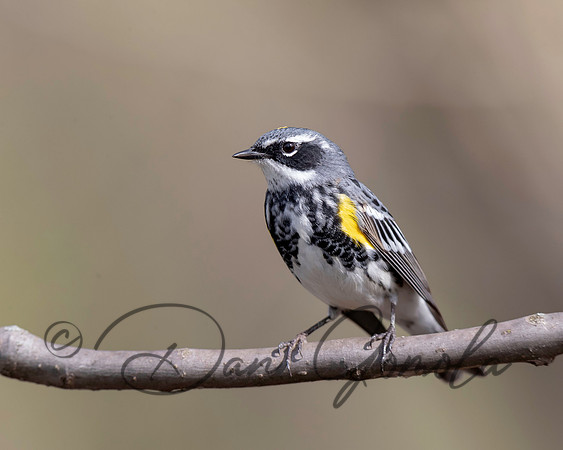 Yellow-rumped Warbler