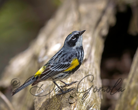 Yellow-rumped Warbler