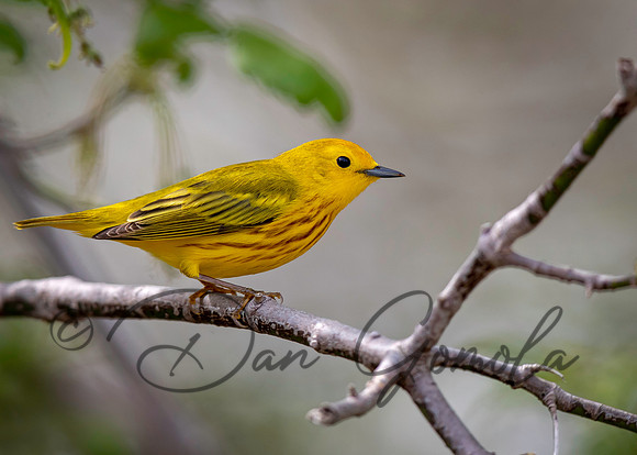 Yellow Warbler