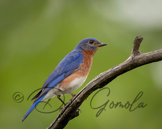 Eastern Bluebird