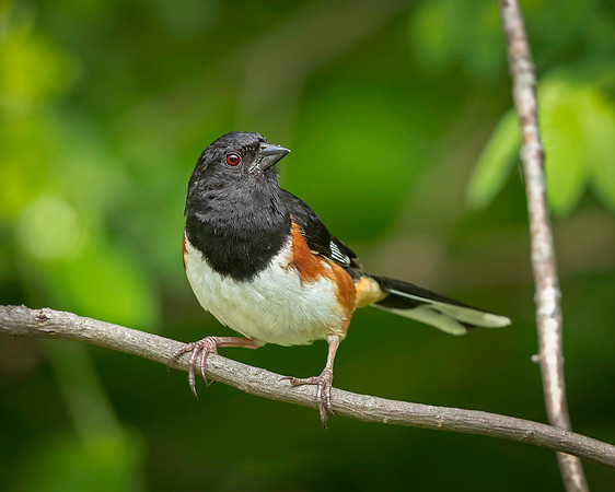 Eastern Towhee