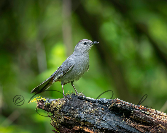 Gray Catbird