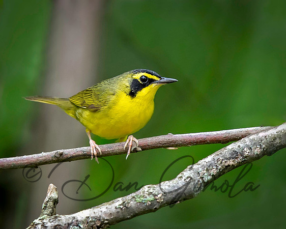 Kentucky Warbler