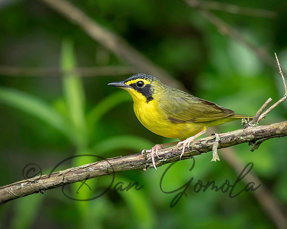 Kentucky Warbler