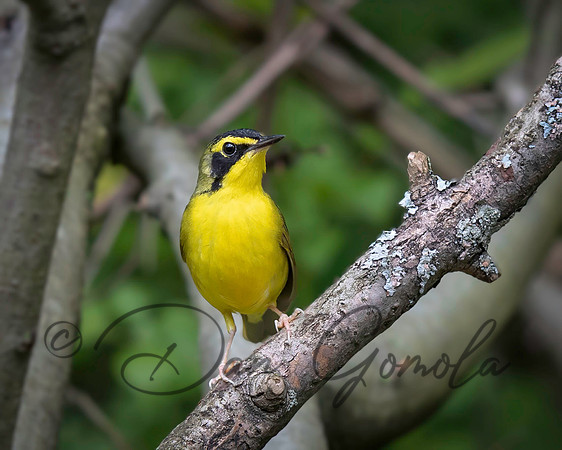 Kentucky Warbler