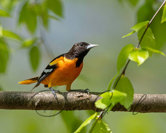 Baltimore Oriole
