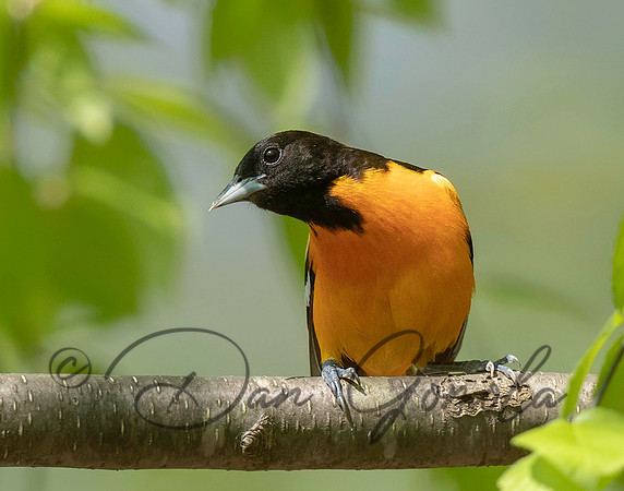 Baltimore Oriole