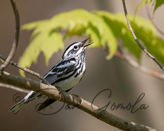Black-and-white Warbler