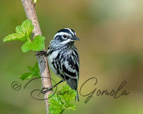 Black-and-white Warbler