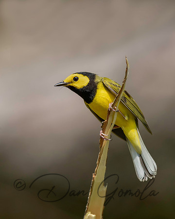 Hooded Warbler