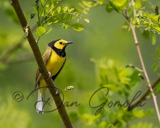 Hooded Warbler