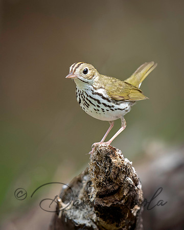 Ovenbird