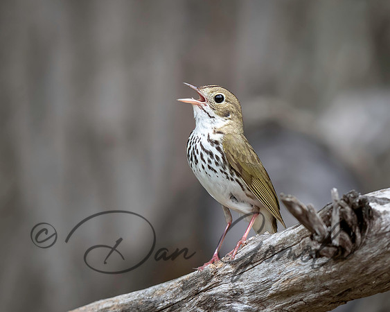 Ovenbird