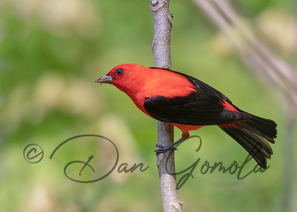 Scarlet Tanager