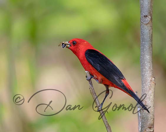 Scarlet Tanager