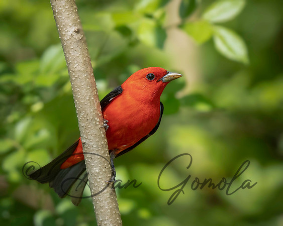 Scarlet Tanager