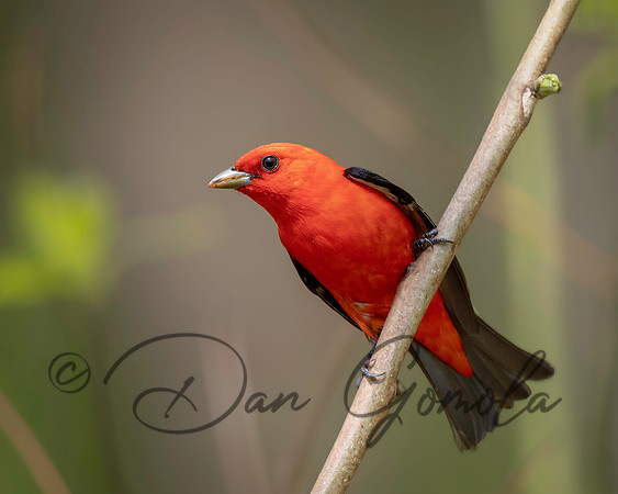 Scarlet Tanager
