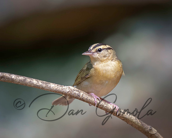 Worm-eating Warbler