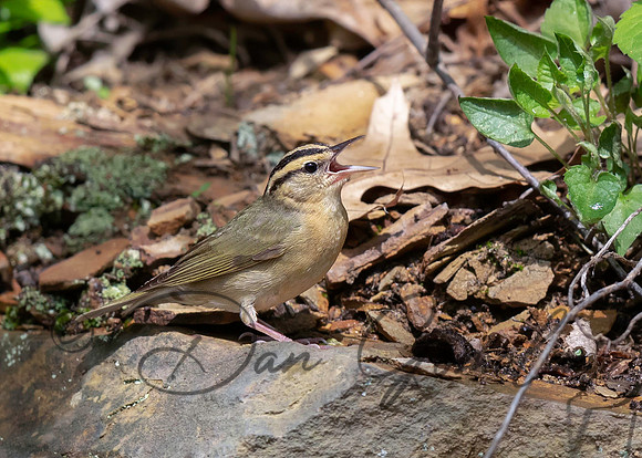 Worm-eating Warbler