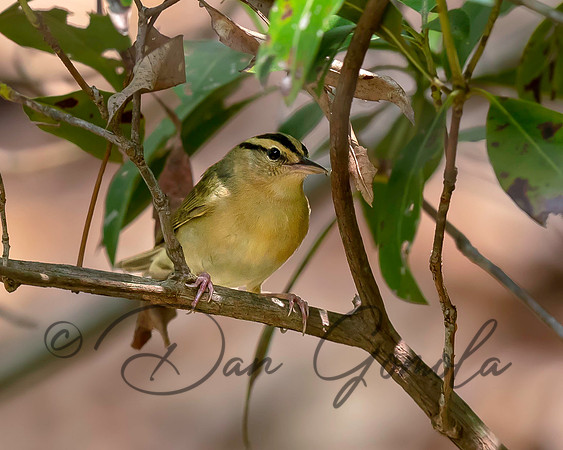 Worm-eating Warbler