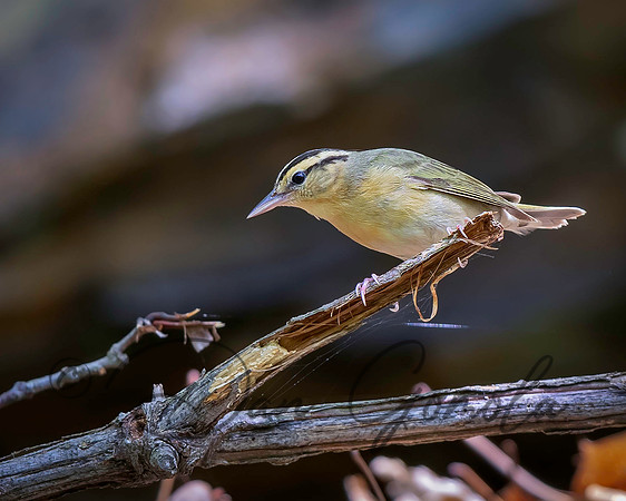 Worm-eating Warbler