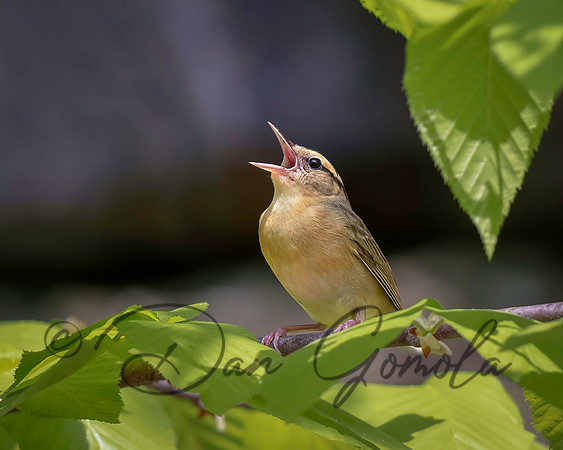 Worm-eating Warbler