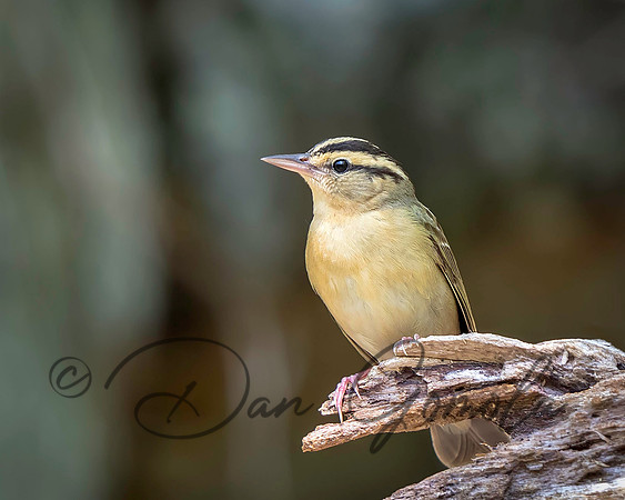 Worm-eating Warbler