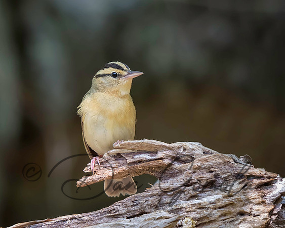 Worm-eating Warbler