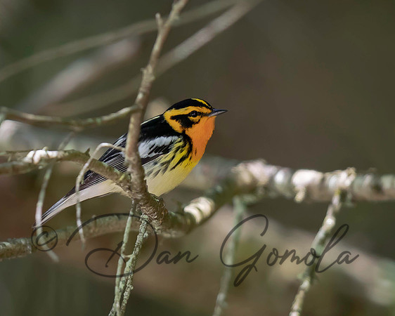 Blackburnian Warbler