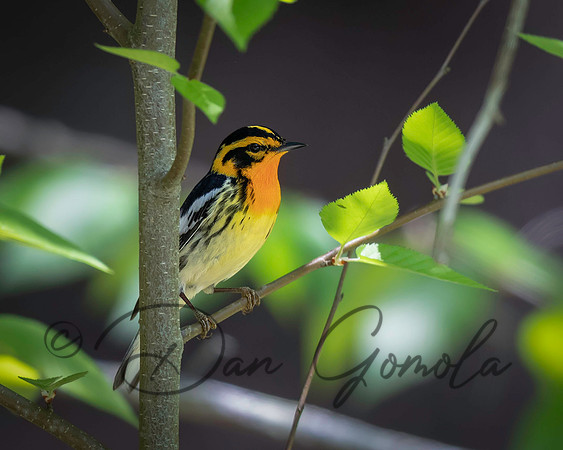 Blackburnian Warbler