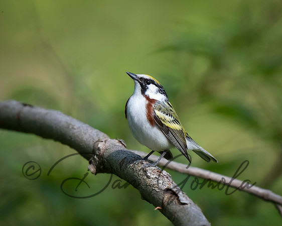 Chestnut-sided Warbler