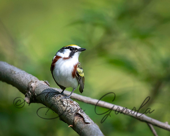 Chestnut-sided Warbler
