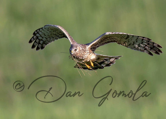 Northern Harrier