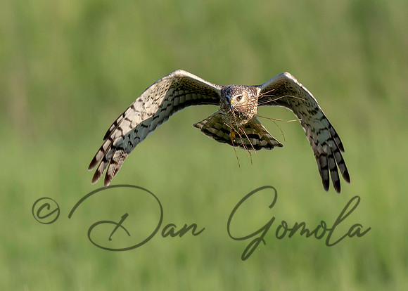 Northern Harrier