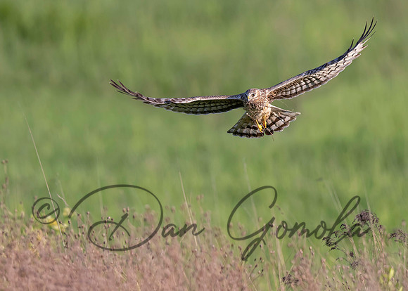 Northern Harrier