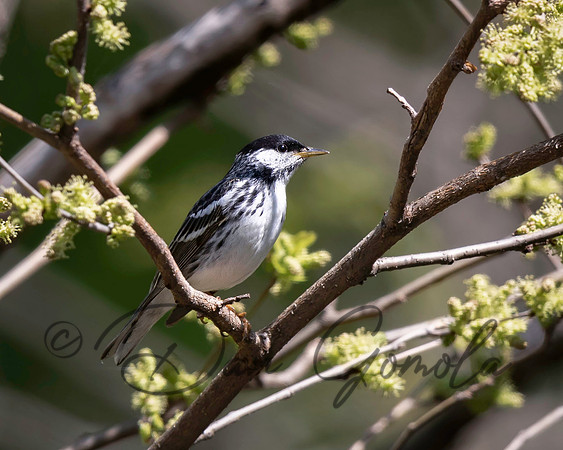 Blackpoll Warbler