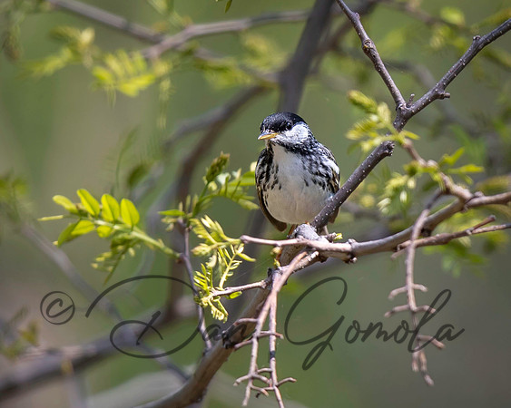 Blackpoll Warbler