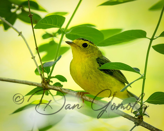 Wildon's Warbler