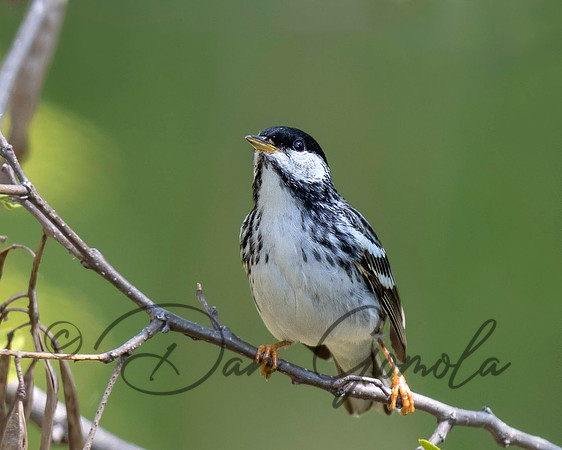 Blackpoll Warbler