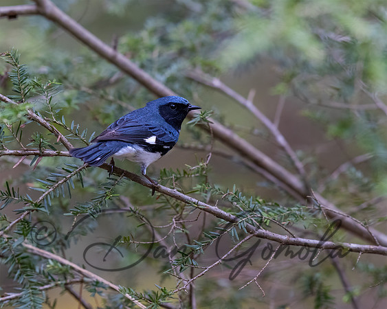 Black-throated Blue Warbler