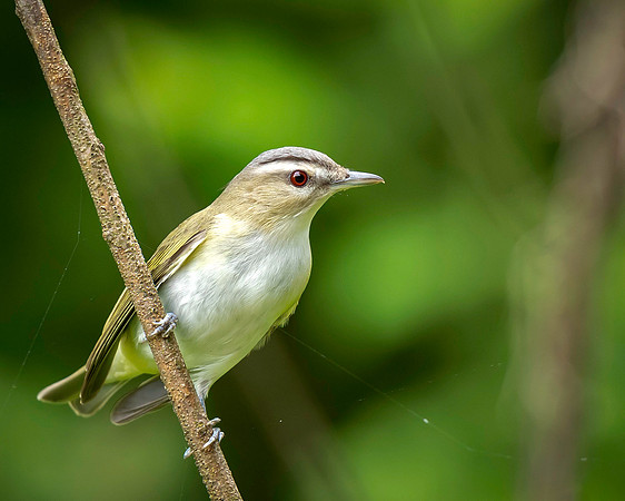 Red-eyed Vireo