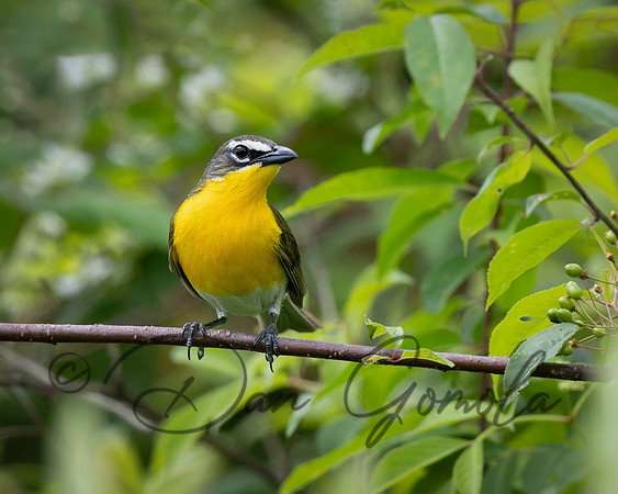 Yellow-breasted Chat