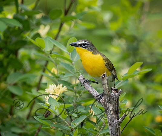 Yellow-breasted Chat