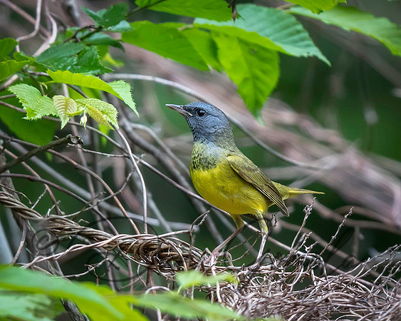Mourning Warbler